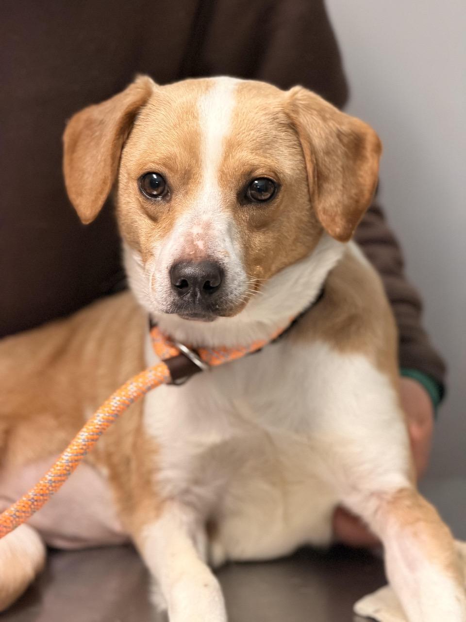 Sugar, a ADOPTABLE mixed breed in Sparta, NJ image 1/4