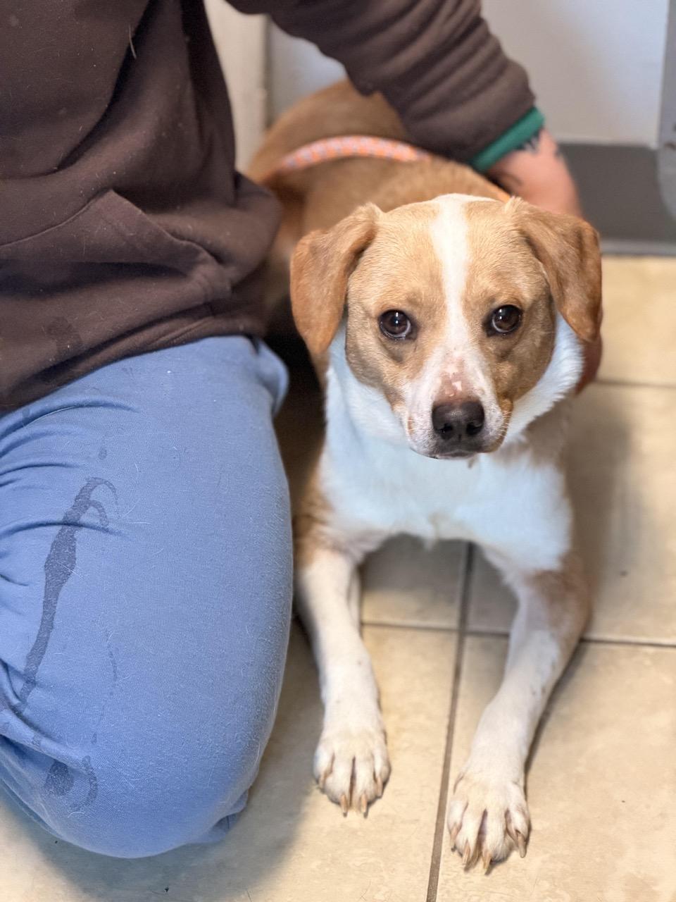 Sugar, a ADOPTABLE mixed breed in Sparta, NJ image 4/4