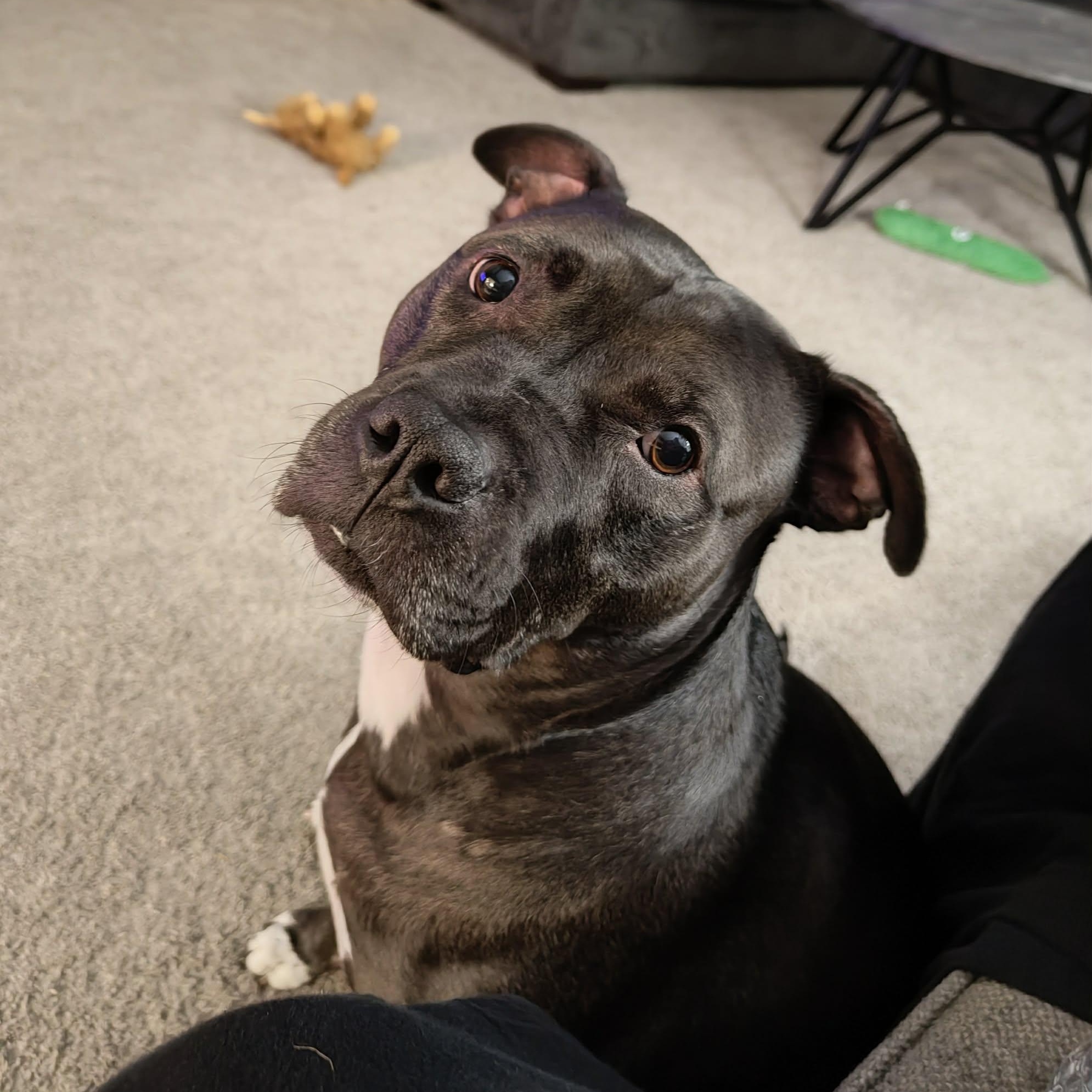 Enlarge Sugar Bean, a Adoptable mixed breed in Troy, MI image 1/5