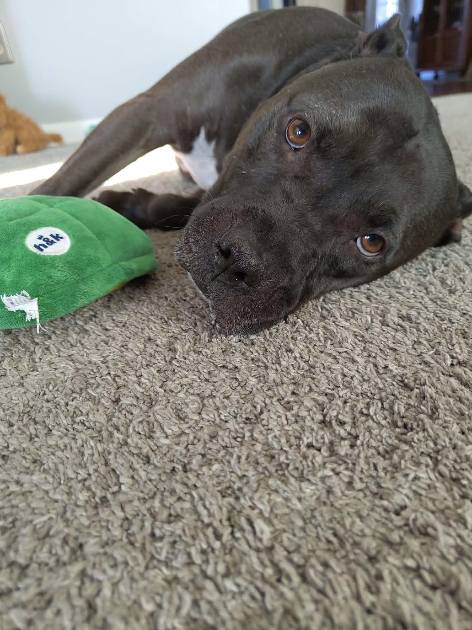 Enlarge Sugar Bean, a Adoptable mixed breed in Troy, MI image 4/6