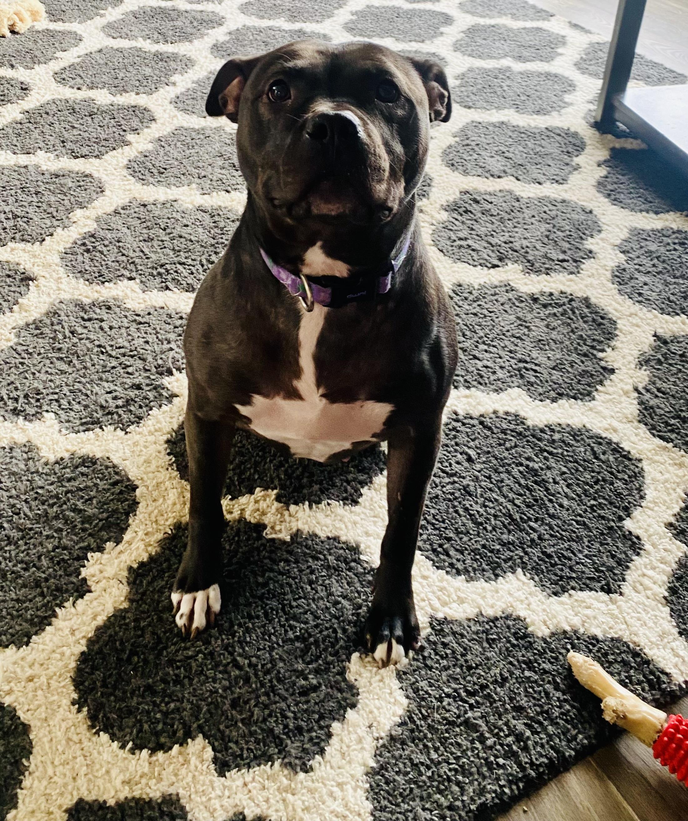 Enlarge Sugar Bean, a Adoptable mixed breed in Troy, MI image 2/6