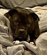 Enlarge Sugar Bean, a Adoptable mixed breed in Troy, MI image 5/6