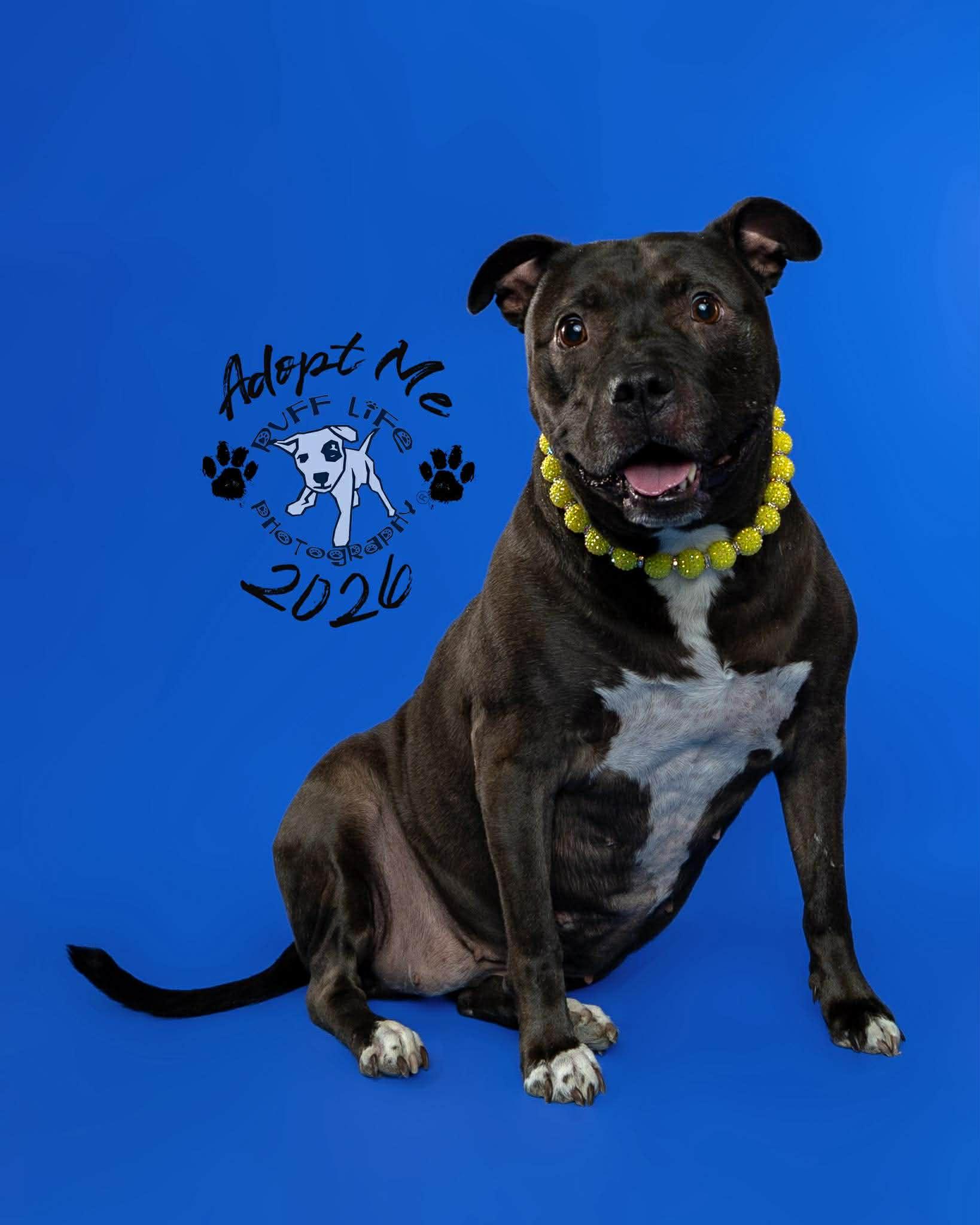 Sugar Bean, Adoptable, Adult Female Pit Bull Terrier & American Staffordshire Terrier.