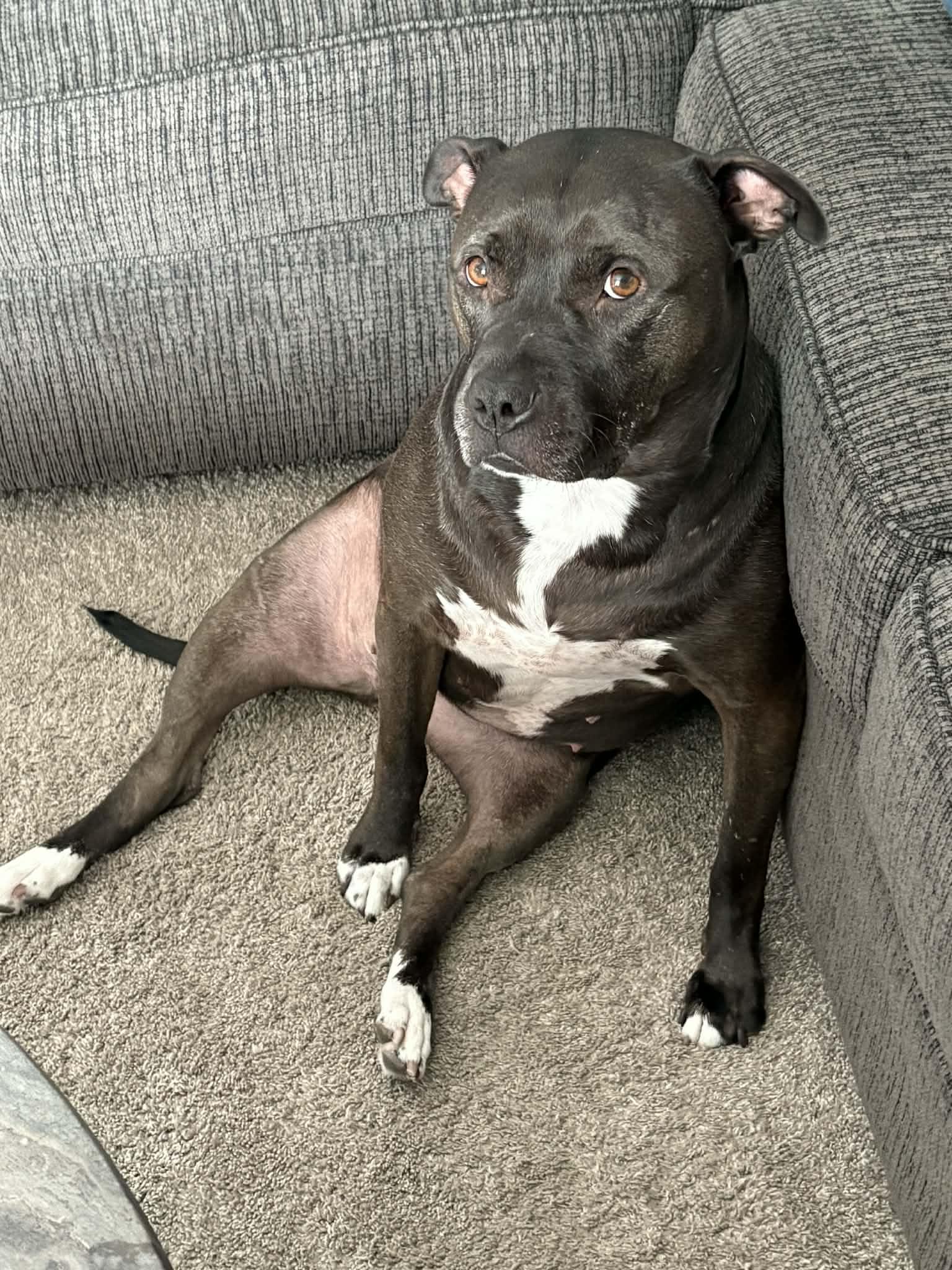 Enlarge Sugar Bean, a Adoptable mixed breed in Troy, MI image 3/6