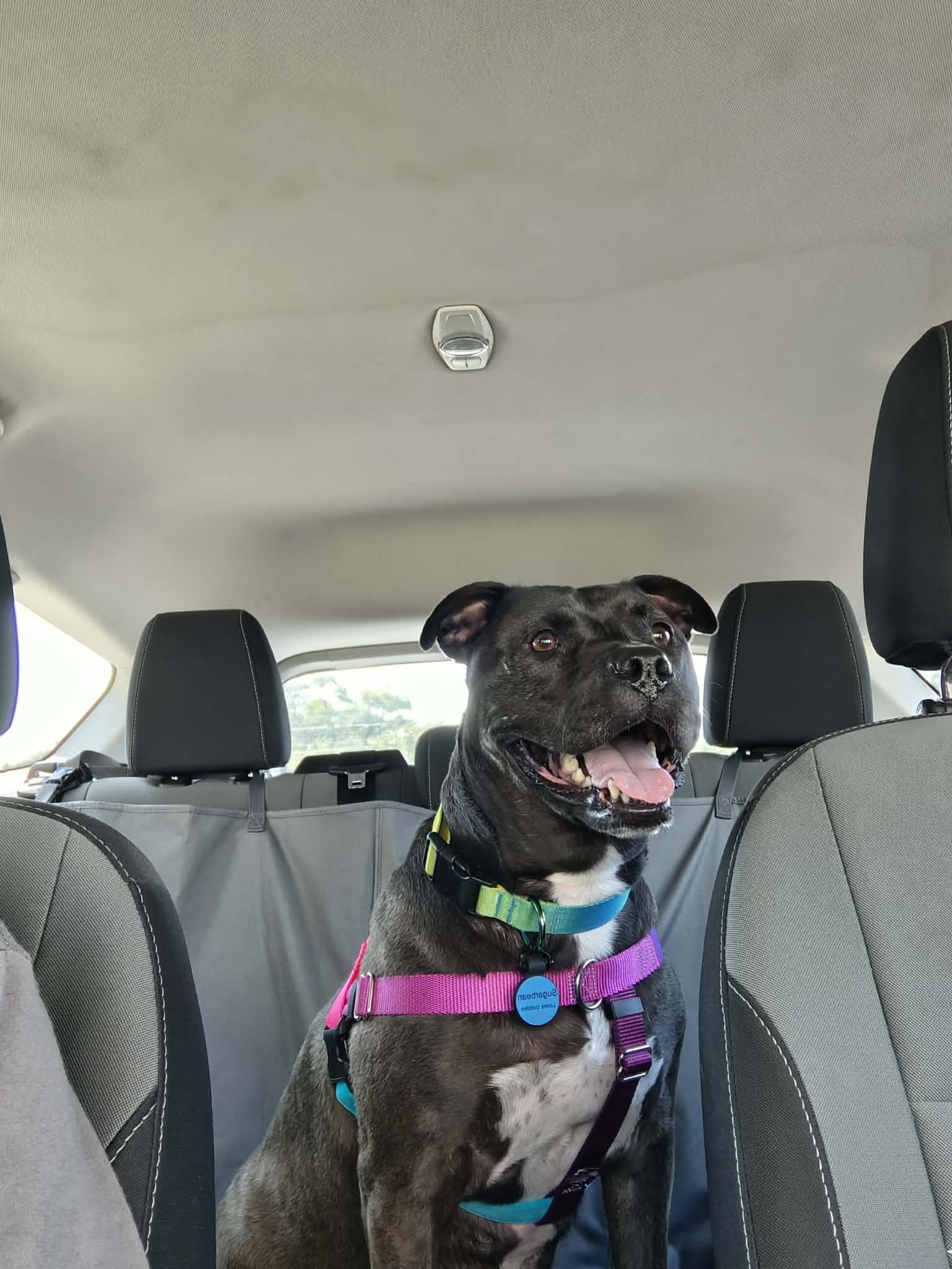 Sugar Bean, a Adoptable mixed breed in Troy, MI image 1/5