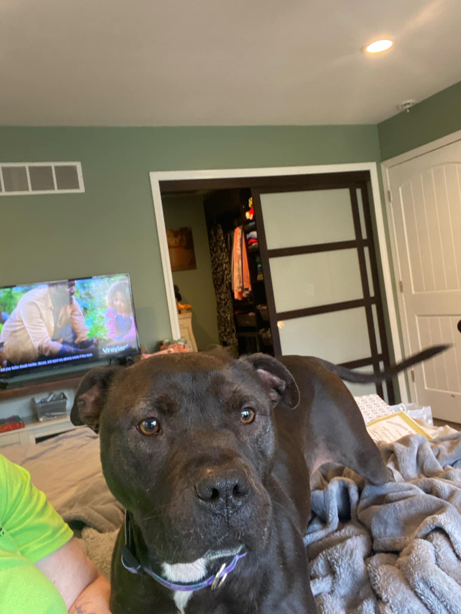 Enlarge Sugar Bean, a Adoptable mixed breed in Troy, MI image 6/6