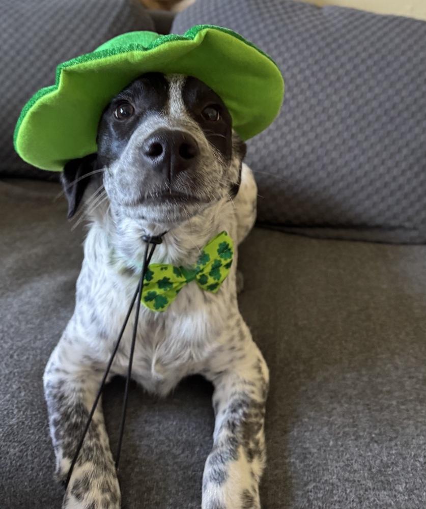Enlarge Bandit, a Adoptable mixed breed in Lafayette, CO image 1/6