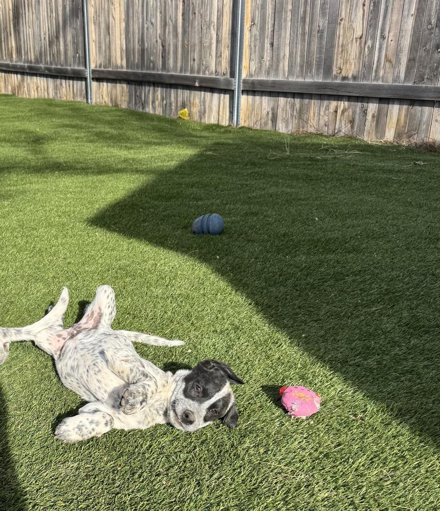 Bandit, Adoptable, Puppy Male Australian Cattle Dog / Blue Heeler.