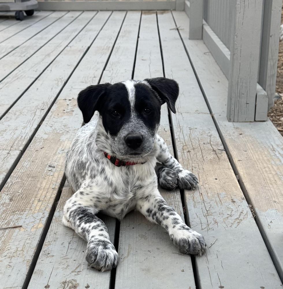Enlarge Bandit, a Adoptable mixed breed in Lafayette, CO image 3/6
