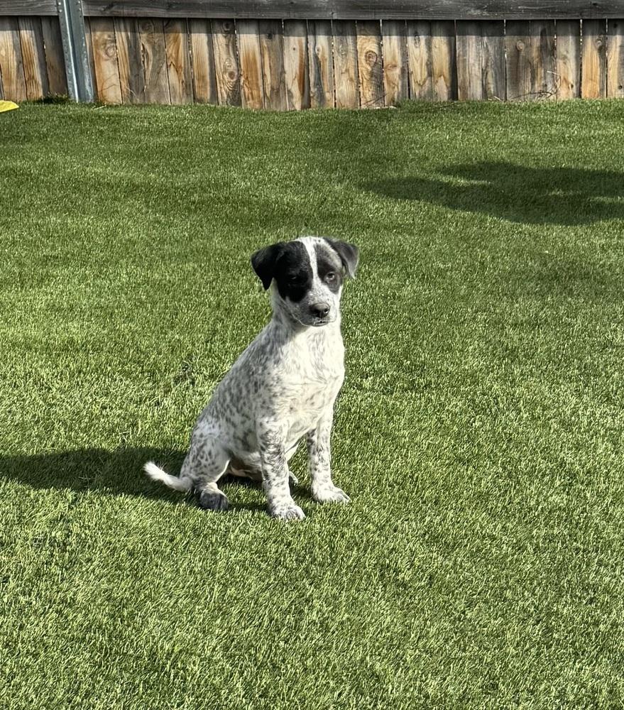 Enlarge Bandit, a Adoptable mixed breed in Lafayette, CO image 5/6