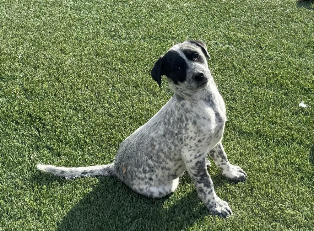 Enlarge Bandit, a Adoptable mixed breed in Lafayette, CO image 6/6