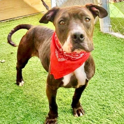 Luna Lina, Adult Female American Staffordshire Terrier