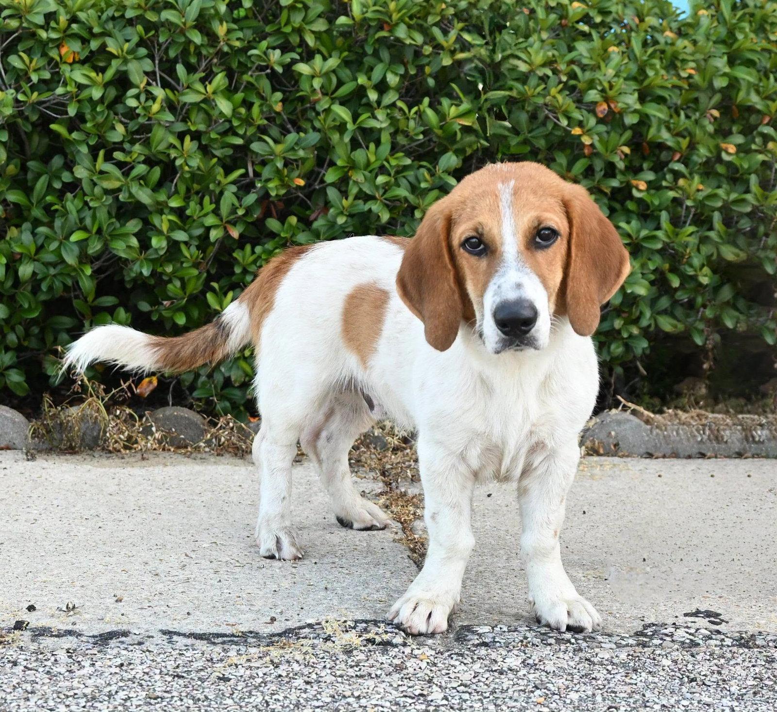 TANK, Adopted, Young Male Basset Hound.