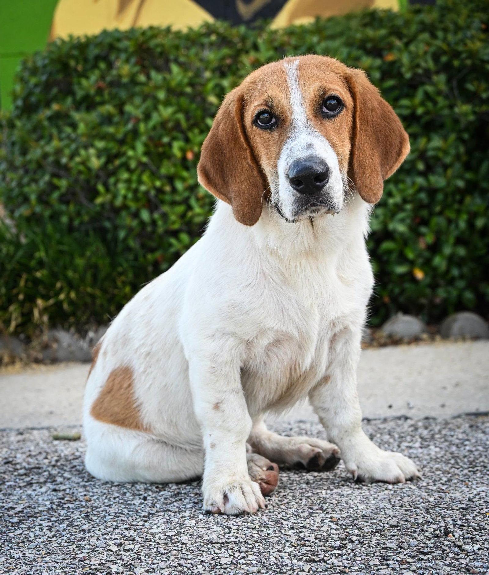 Enlarge TANK, a Adopted Basset Hound in Mays Landing, NJ image 2/3