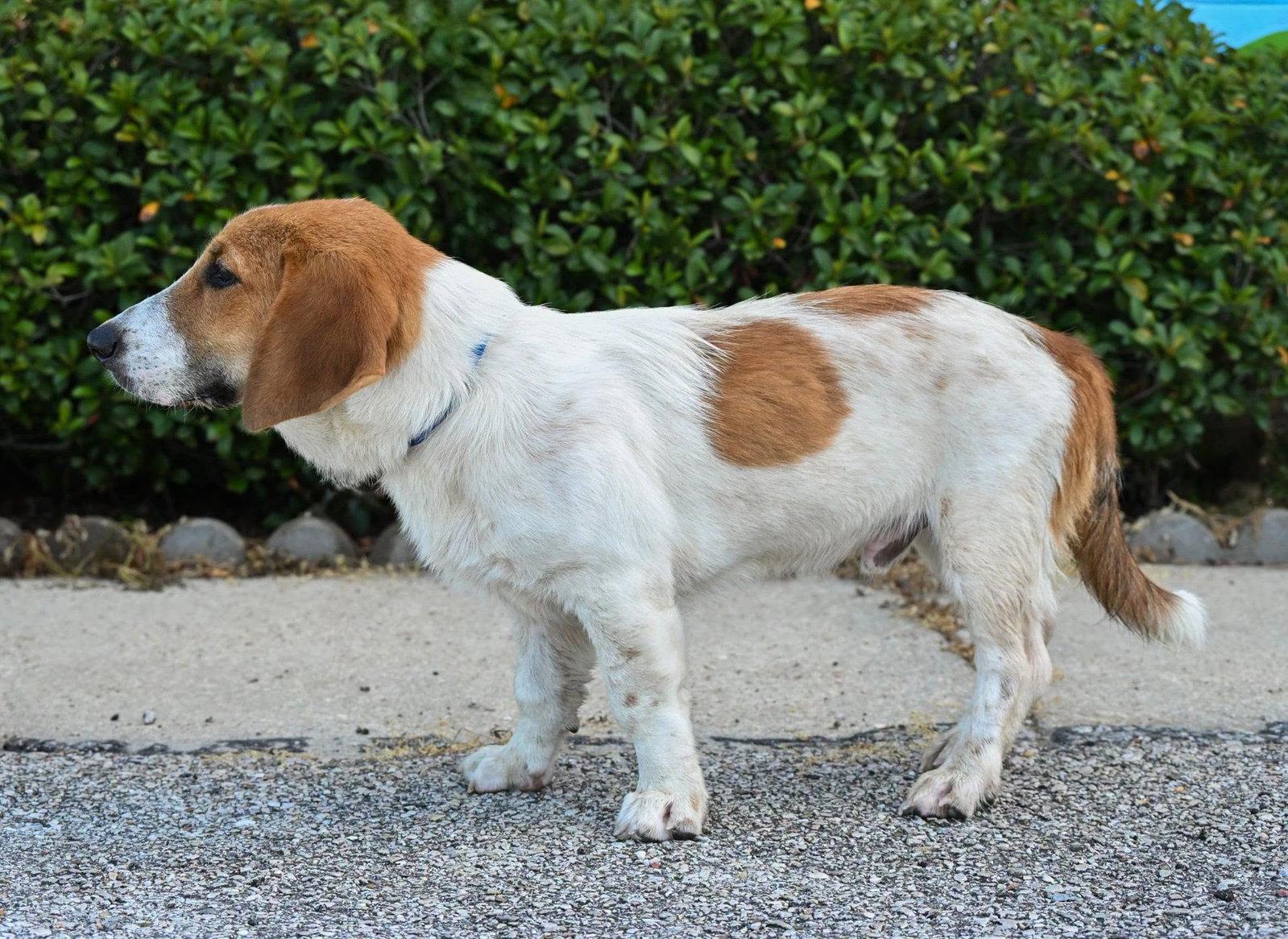 Enlarge TANK, a Adopted Basset Hound in Mays Landing, NJ image 3/3