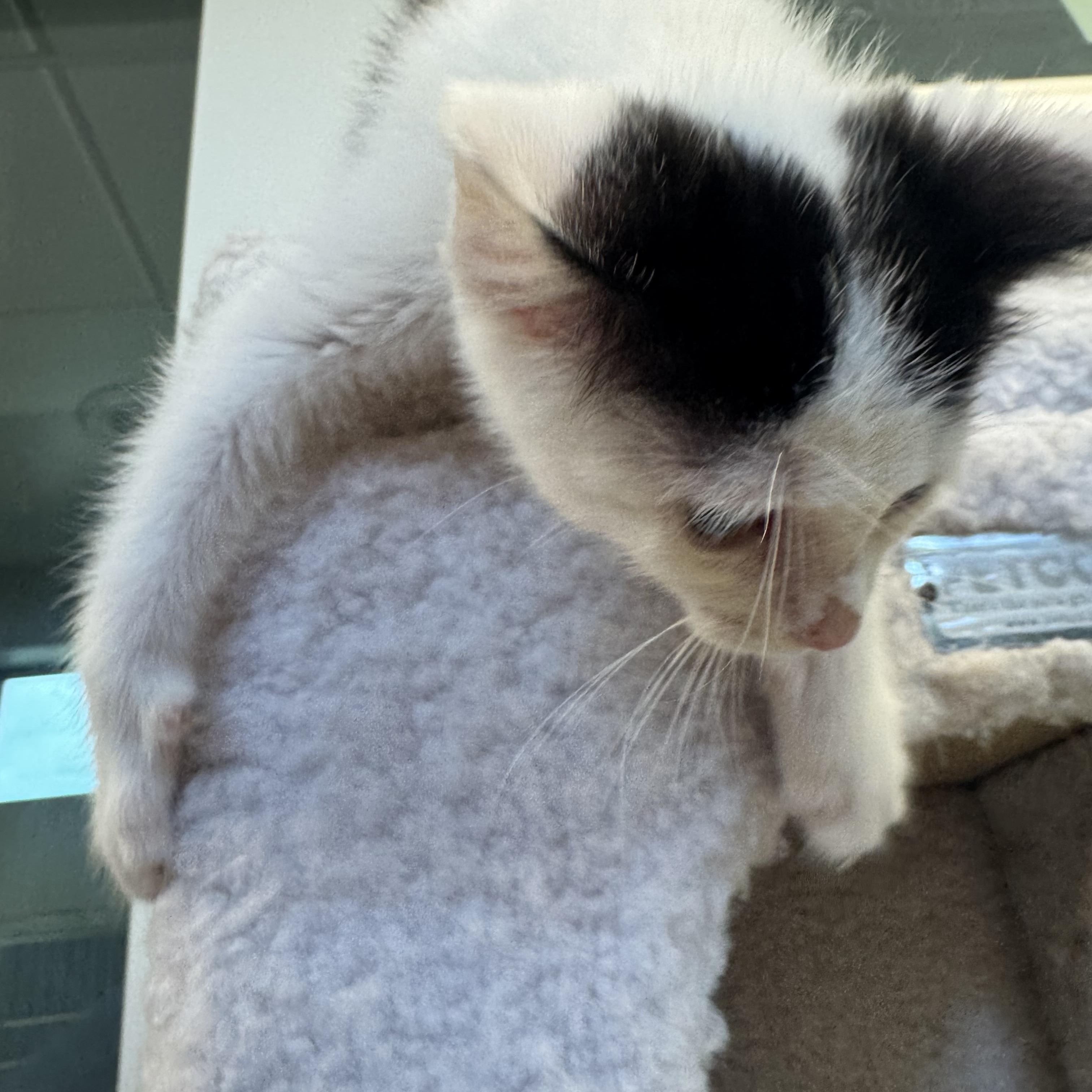 Josephine, a Adoptable Domestic Short Hair in Liberty, MO image 5/5