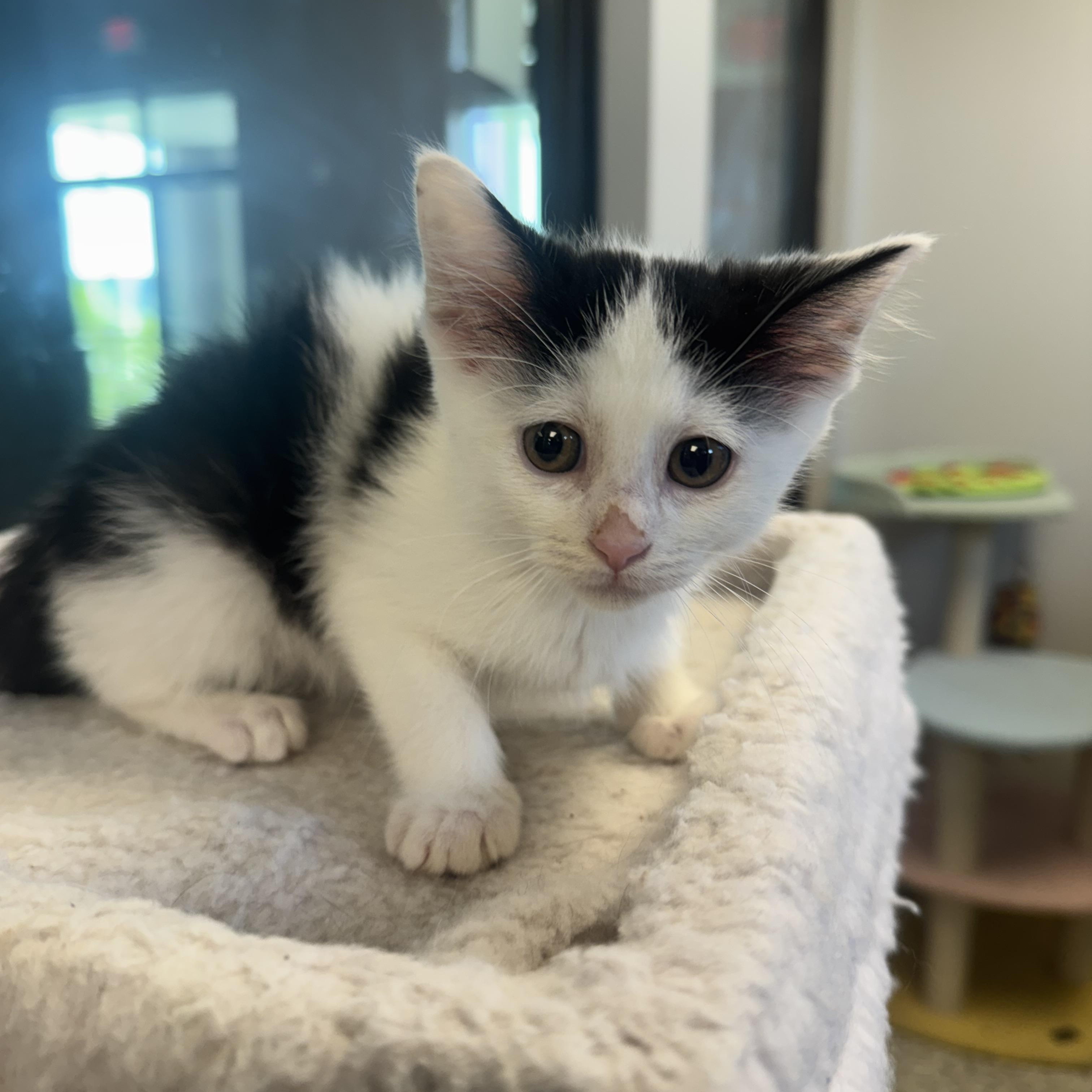 Josephine, a Adoptable Domestic Short Hair in Liberty, MO image 2/5