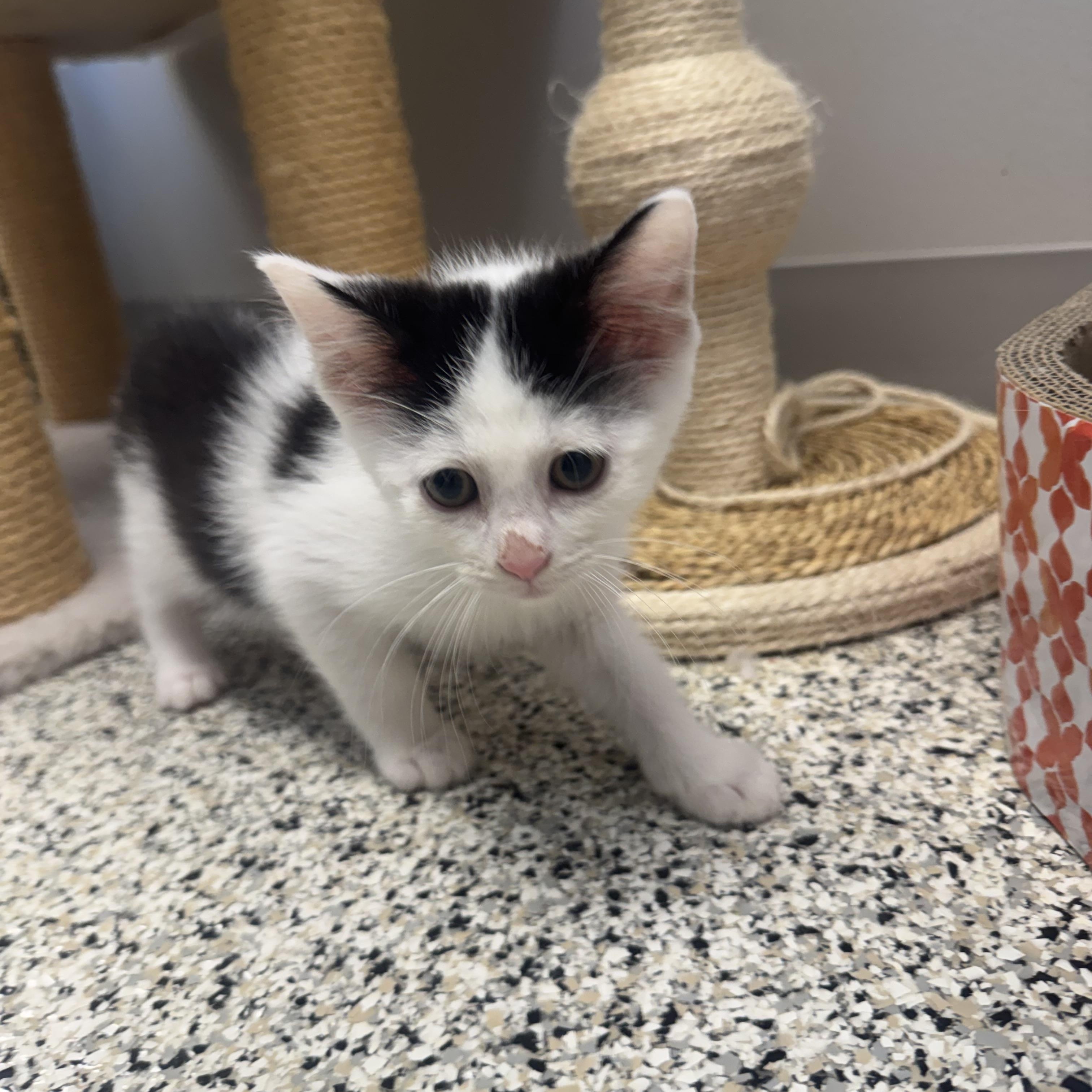 Josephine, a Adoptable Domestic Short Hair in Liberty, MO image 3/5