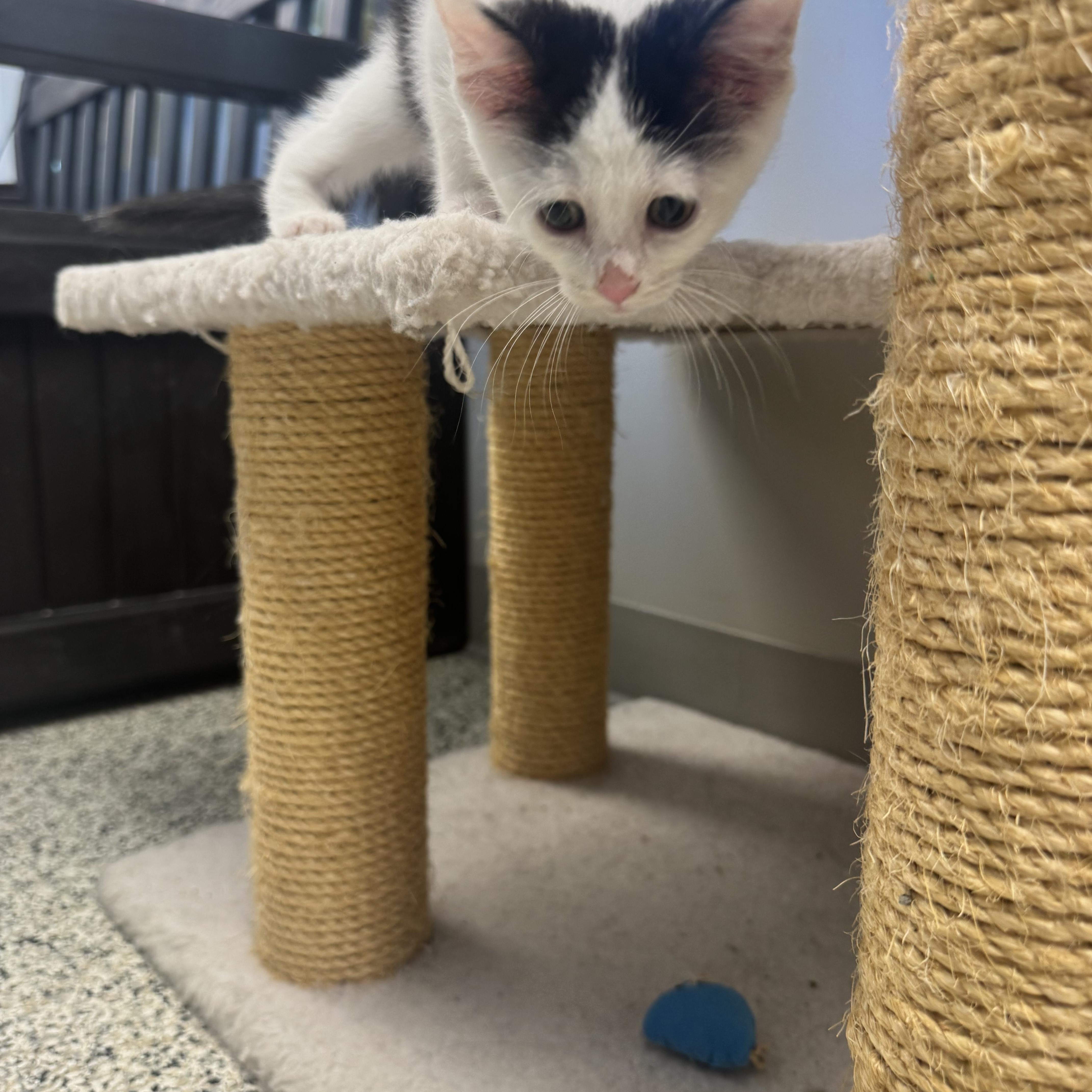 Josephine, a Adoptable Domestic Short Hair in Liberty, MO image 4/5