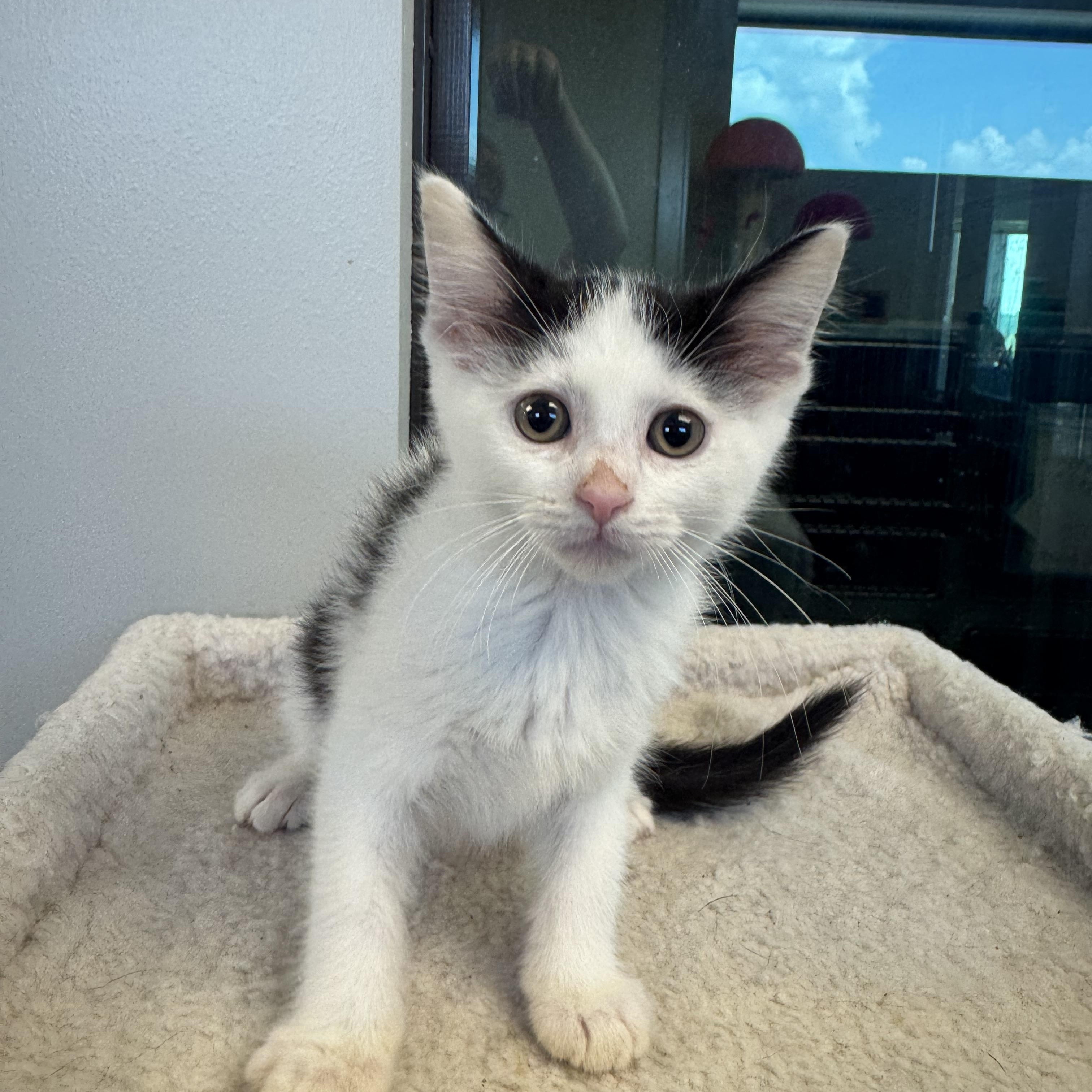 Josephine, Adoptable, Kitten Female Domestic Short Hair.