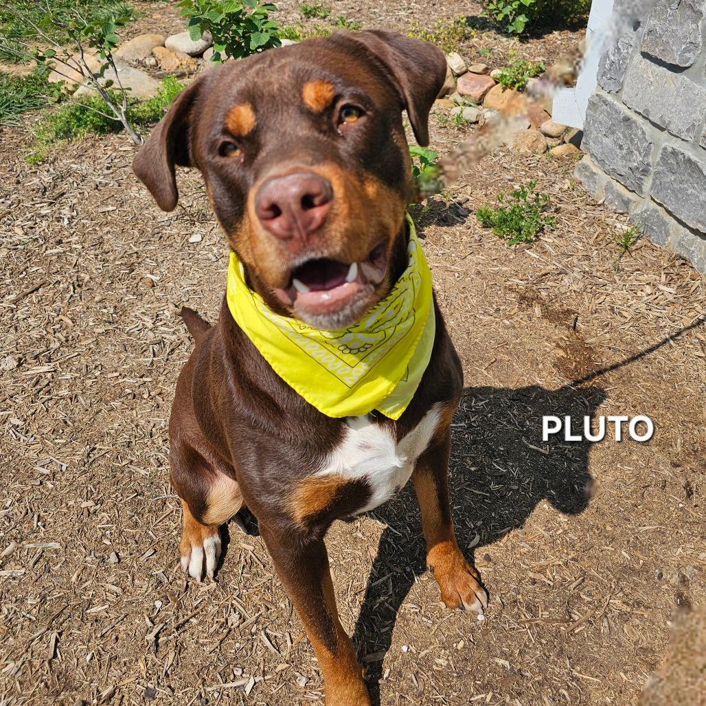 Pluto, Adoptable, Young Male Rottweiler & Mixed Breed.