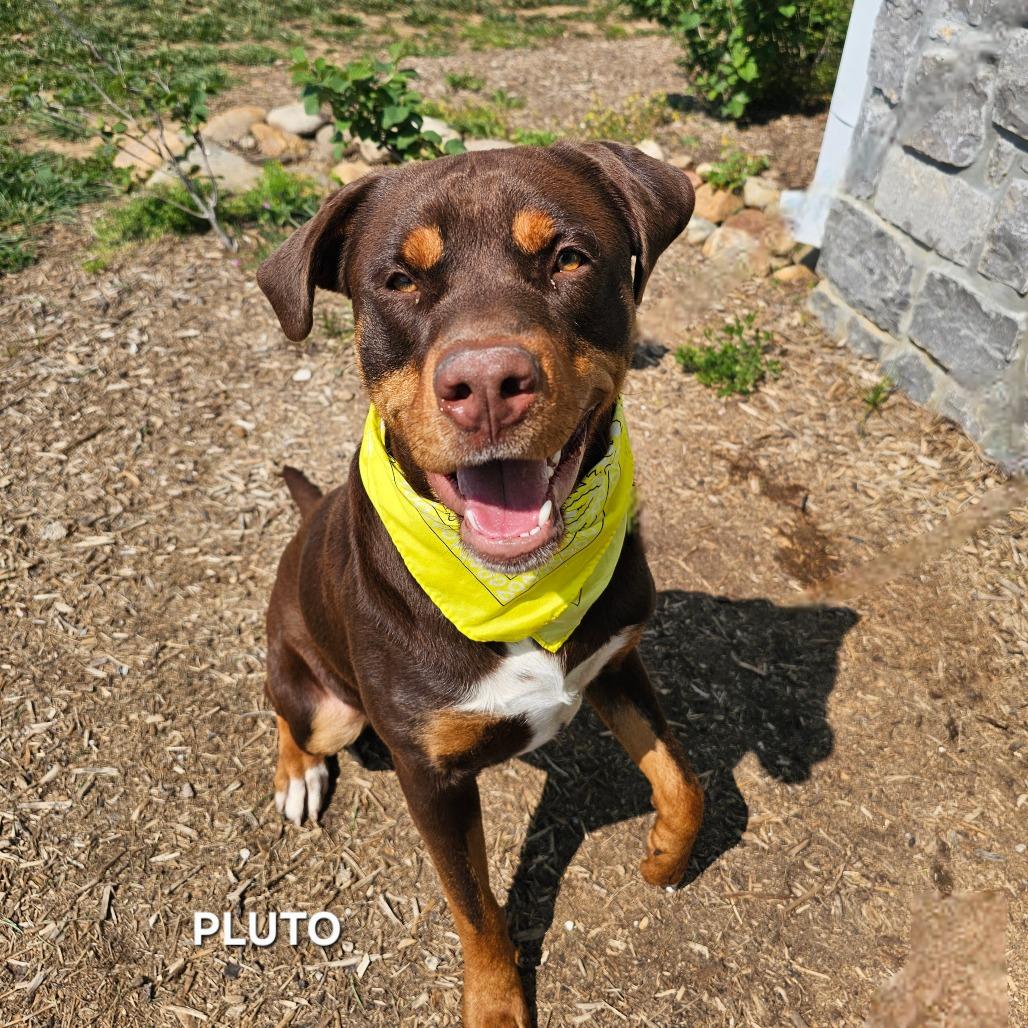 Enlarge Pluto, a Adoptable mixed breed in Madisonville, TN image 2/5