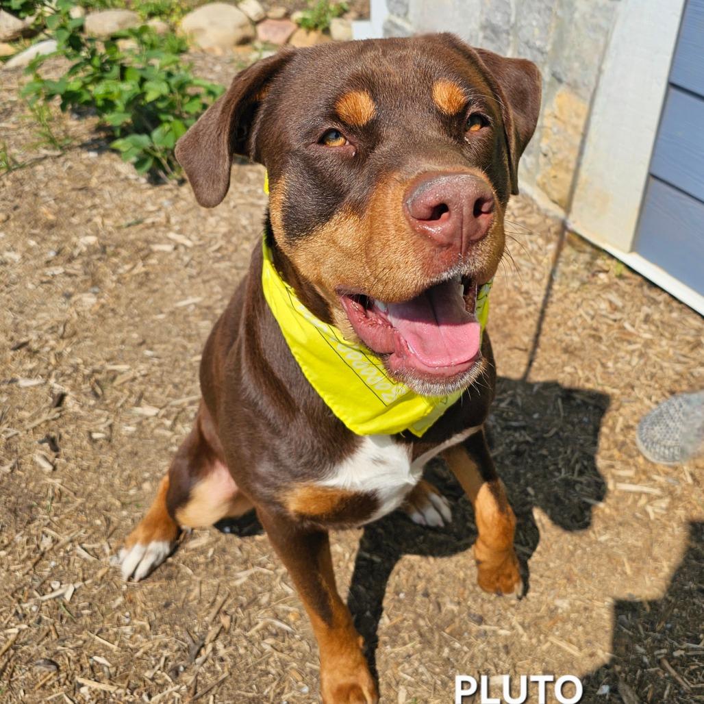 Enlarge Pluto, a Adoptable mixed breed in Madisonville, TN image 3/5