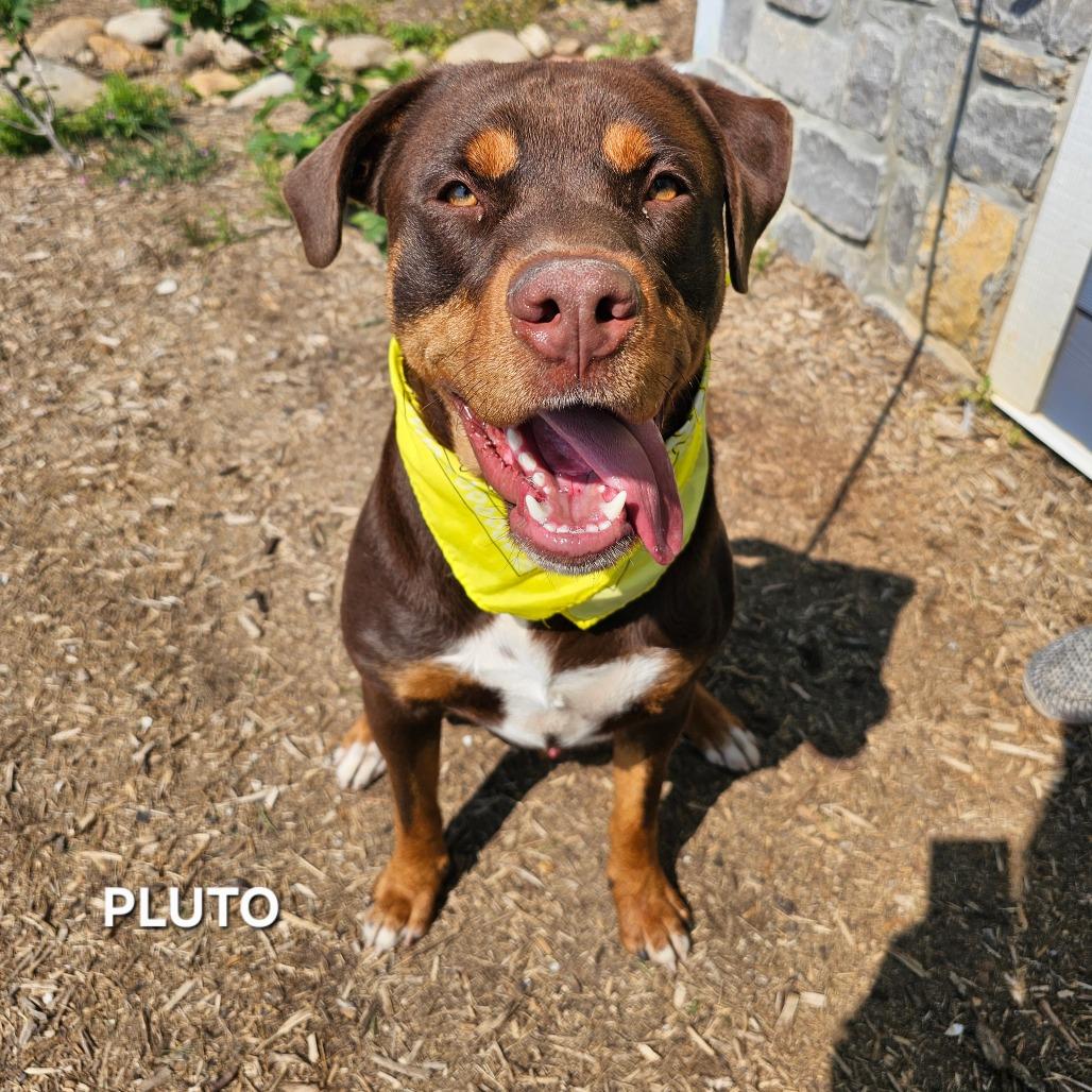 Enlarge Pluto, a Adoptable mixed breed in Madisonville, TN image 4/5