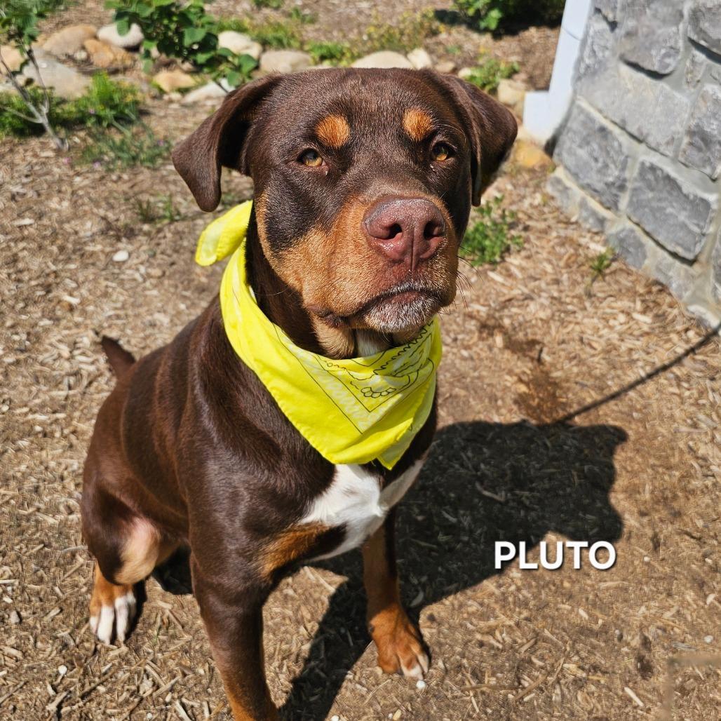 Enlarge Pluto, a Adoptable mixed breed in Madisonville, TN image 5/5