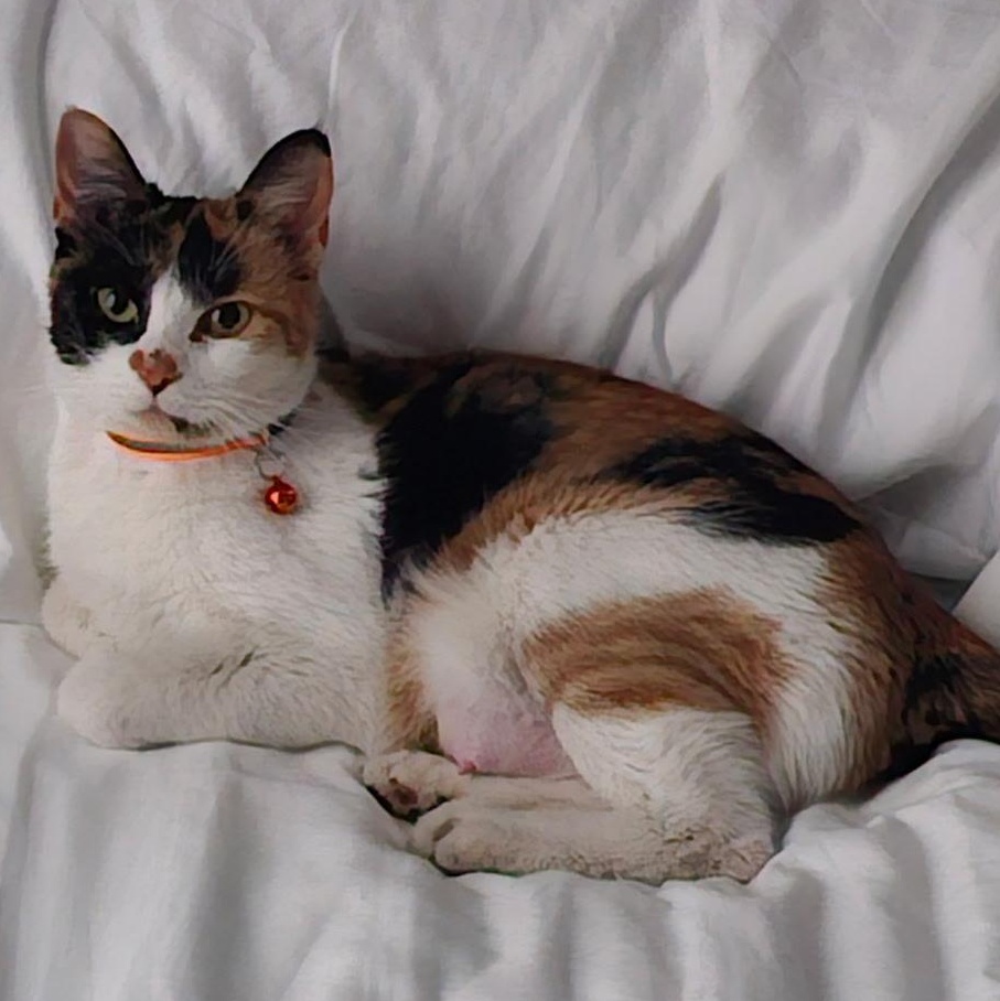 Enlarge Queen C, a ADOPTABLE Calico in Pasco, WA image 1/4
