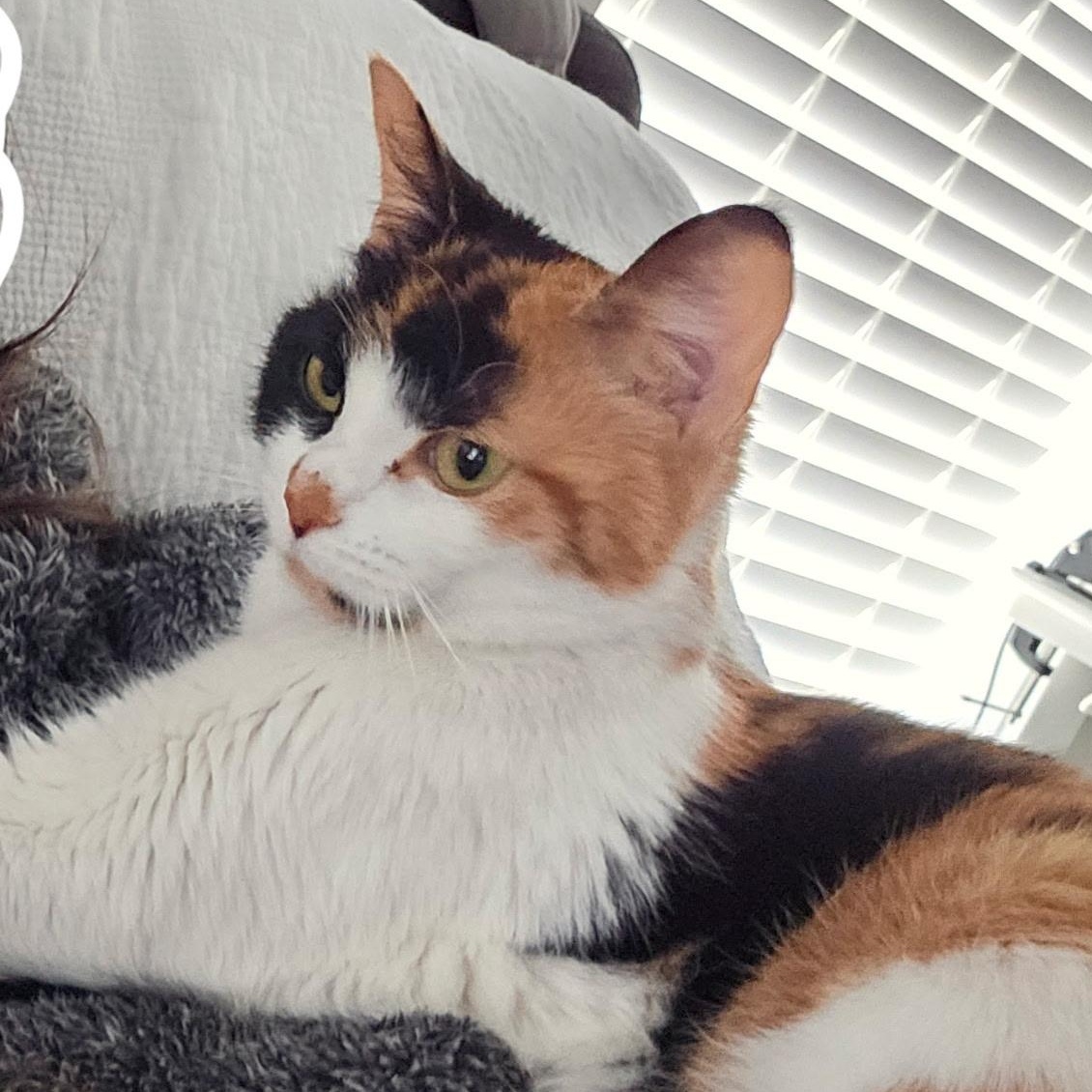 Enlarge Queen C, a ADOPTABLE Calico in Pasco, WA image 2/4