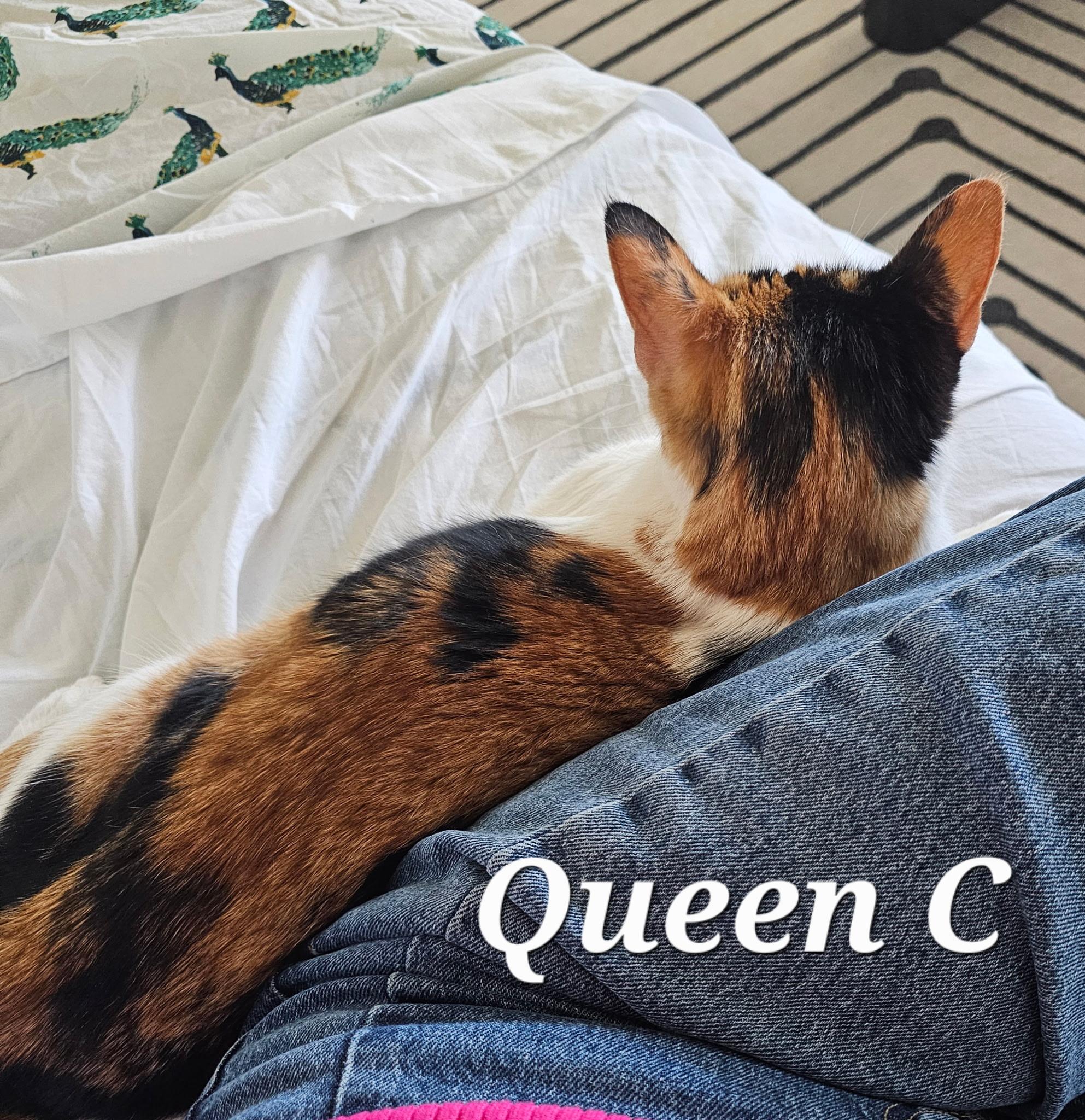 Enlarge Queen C, a ADOPTABLE Calico in Pasco, WA image 4/4