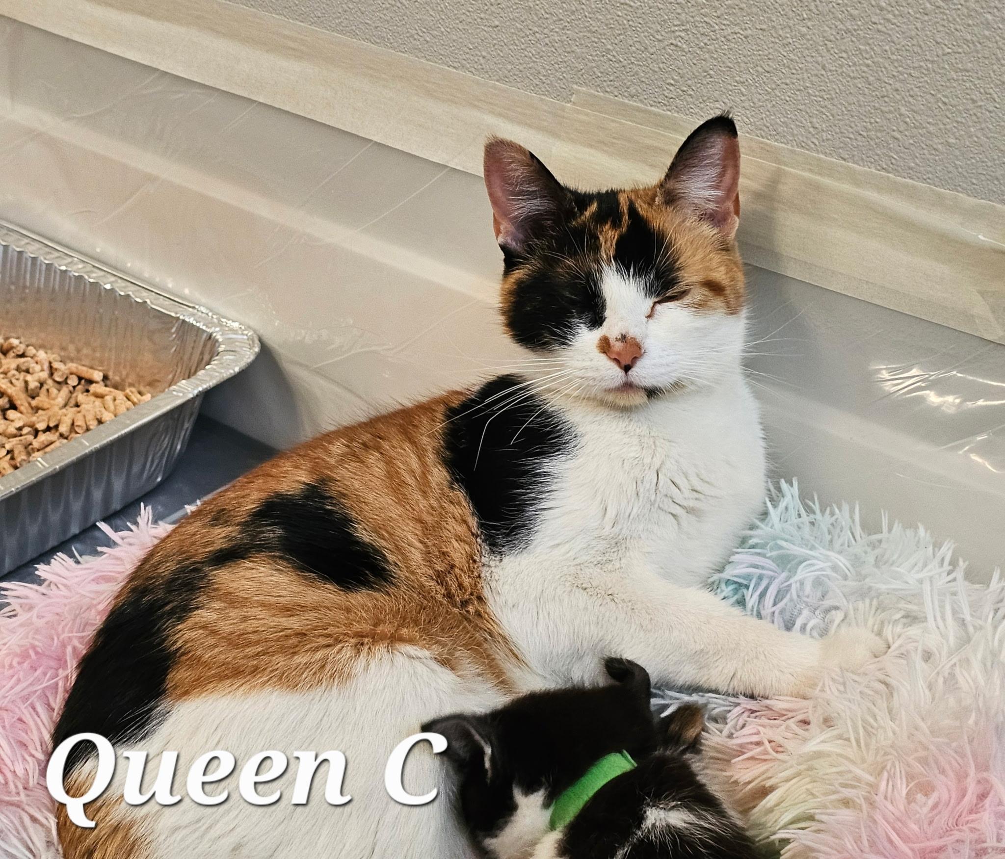 Enlarge Queen C, a ADOPTABLE Calico in Pasco, WA image 3/4