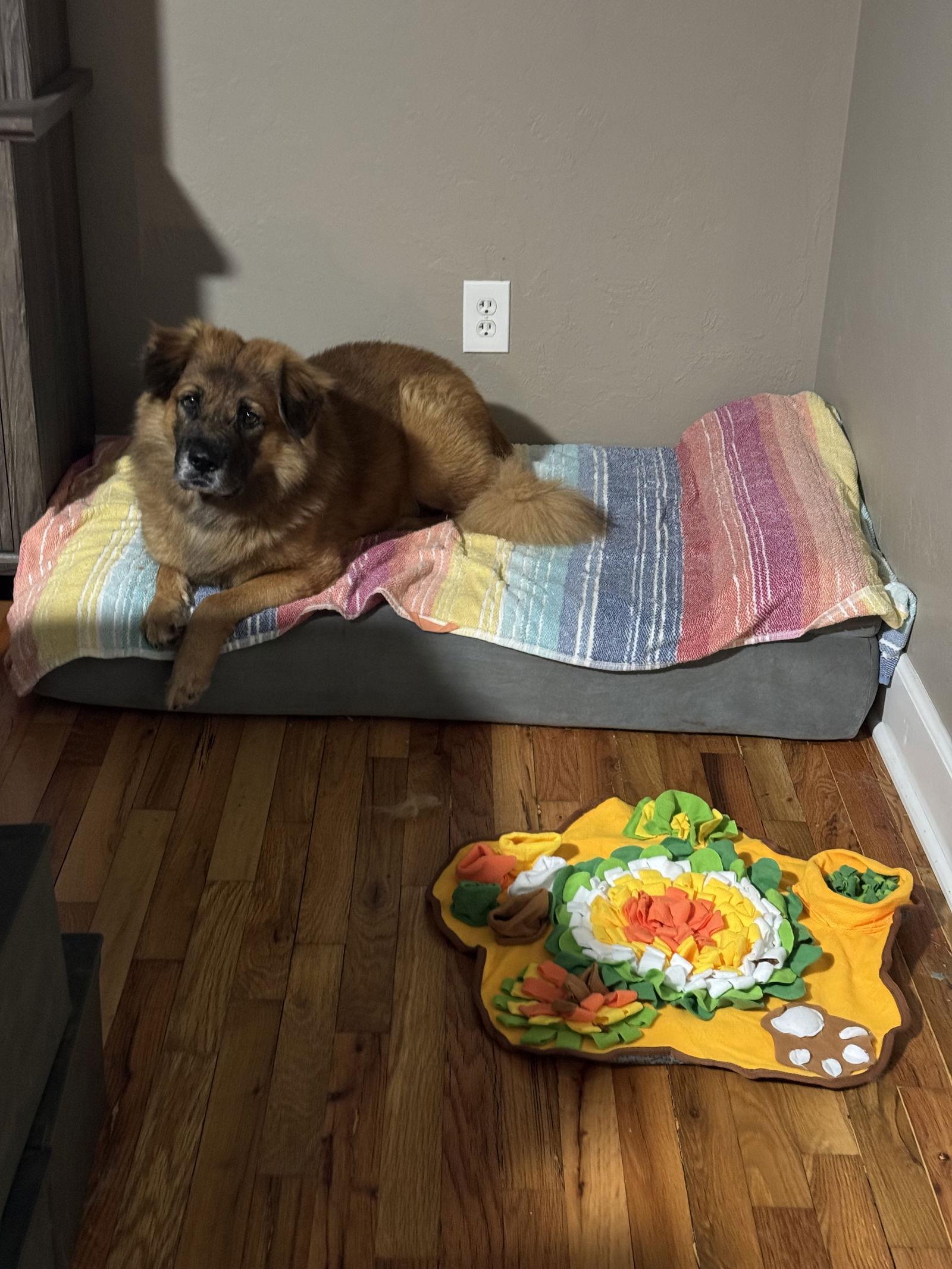 Enlarge Husk, a Adoptable mixed breed in Valrico, FL image 1/3