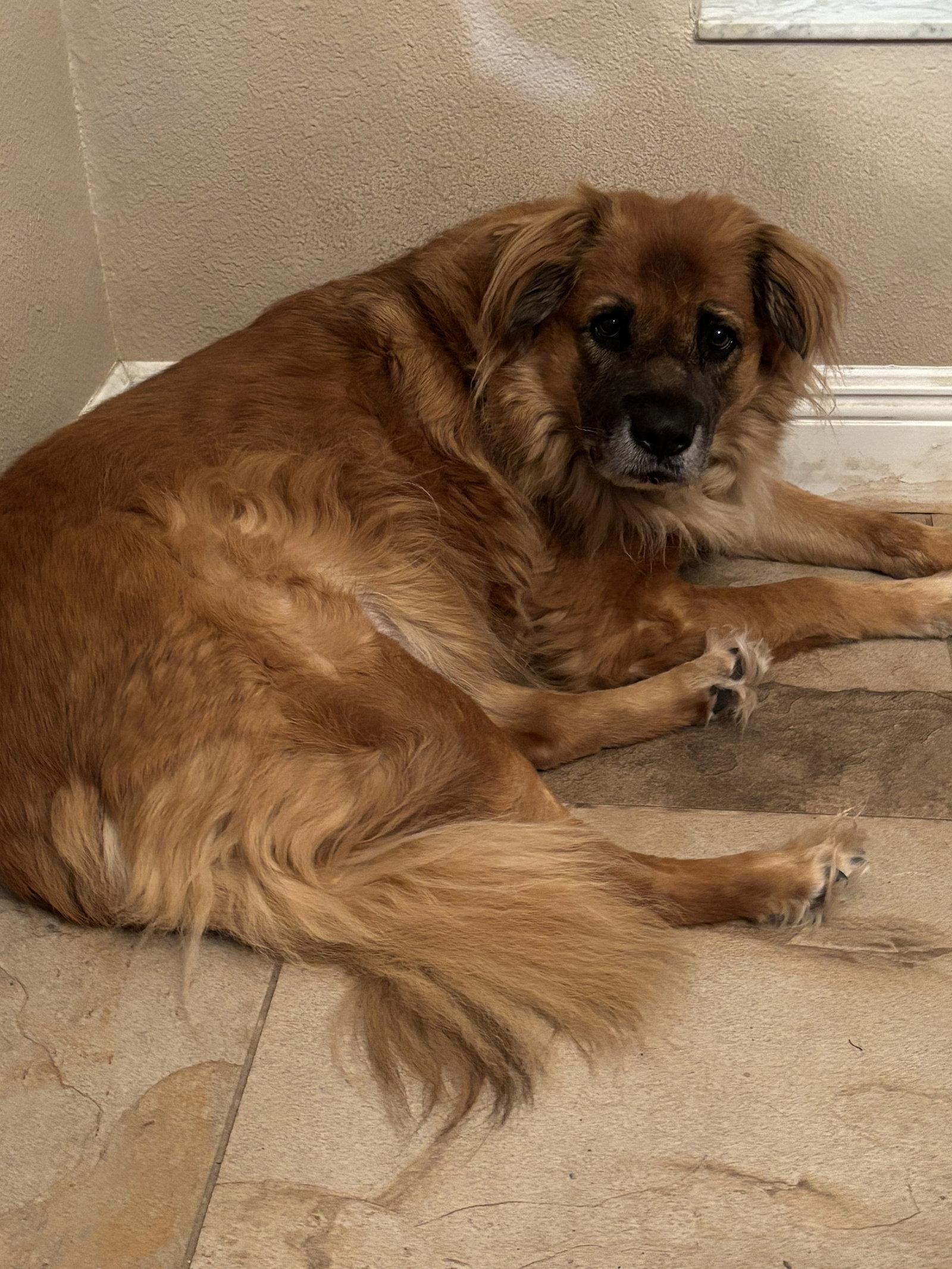 Enlarge Husk, a Adoptable mixed breed in Valrico, FL image 2/3