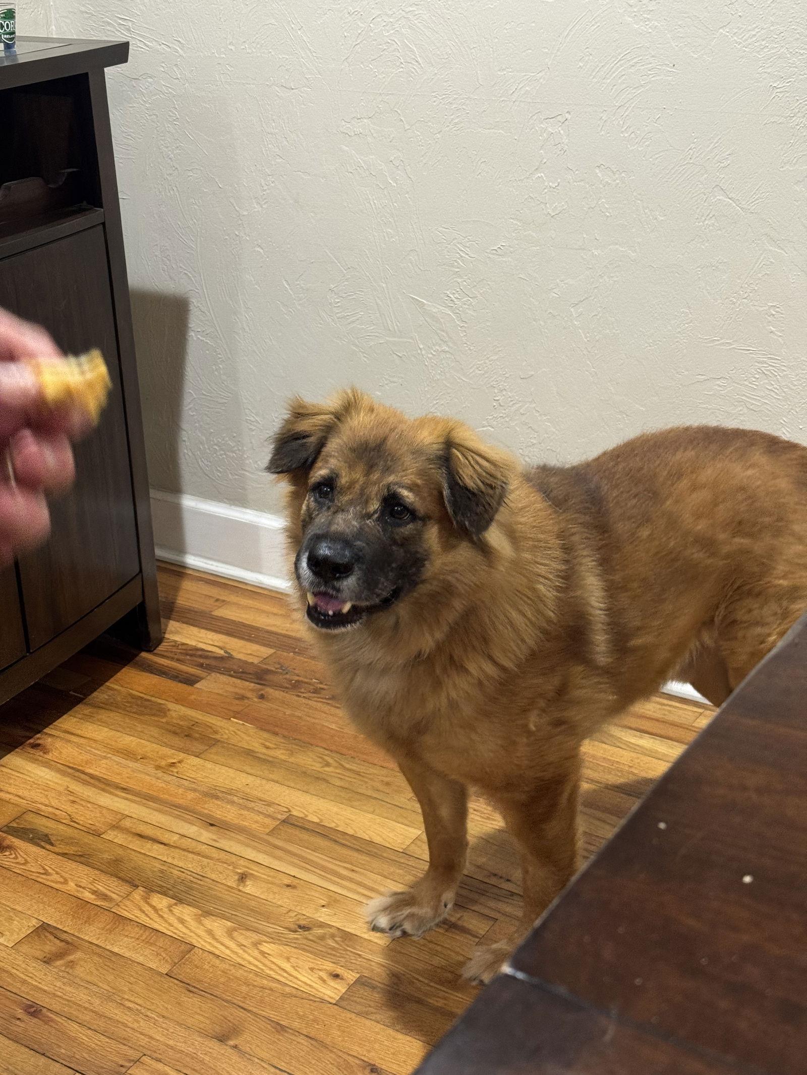 Enlarge Husk, a Adoptable mixed breed in Valrico, FL image 2/3