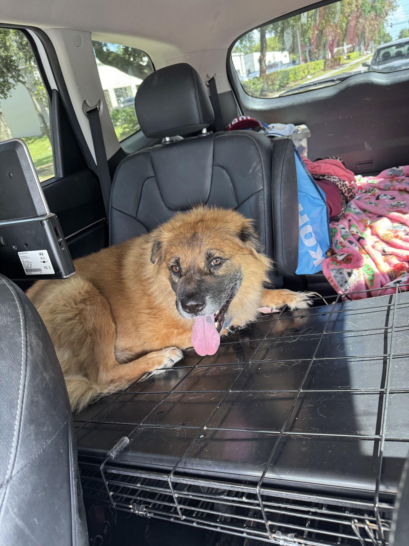 Enlarge Husk, a Adoptable mixed breed in Valrico, FL image 3/3