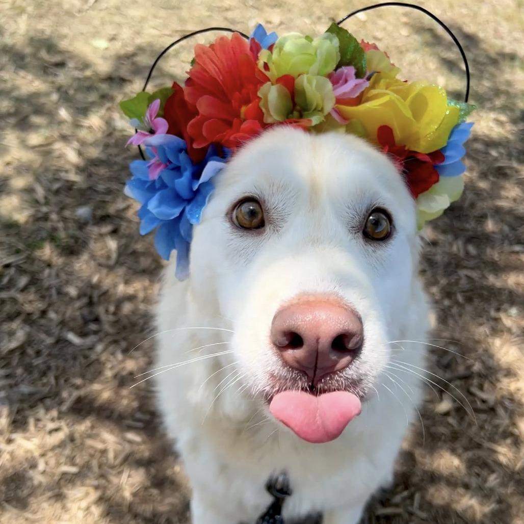 Enlarge Nimbus, a Adoptable mixed breed in Concord, NC image 1/3