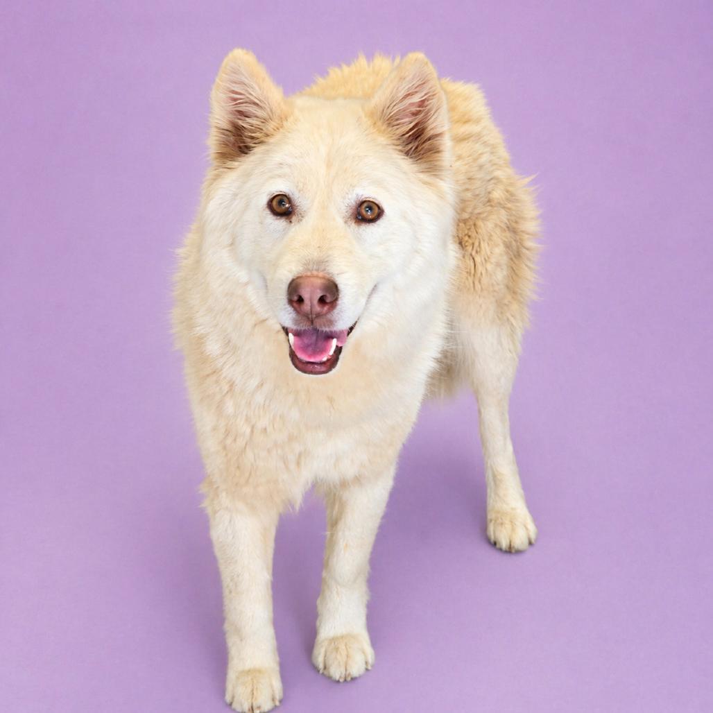 Enlarge Nimbus, a Adoptable mixed breed in Concord, NC image 2/3