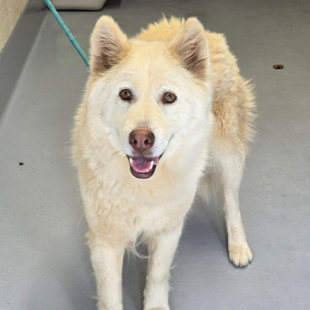 Enlarge Nimbus, a Adoptable mixed breed in Concord, NC image 3/3