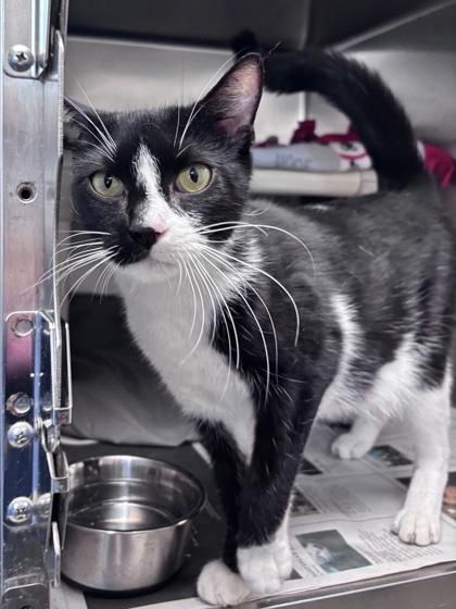 Enlarge Skittles - Available in Foster, a Adoptable mixed breed in Madison, NJ image 1/2