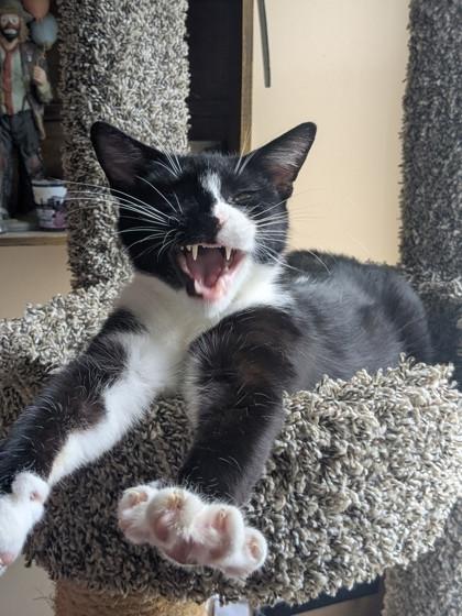 Skittles - Available in Foster, Adoptable, Adult Female Domestic Short Hair & Domestic Short Hair.
