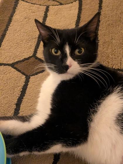 Enlarge Skittles - Available in Foster, a Adoptable mixed breed in Madison, NJ image 2/3