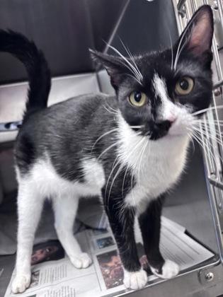 Enlarge Skittles - Available in Foster, a Adoptable mixed breed in Madison, NJ image 2/2