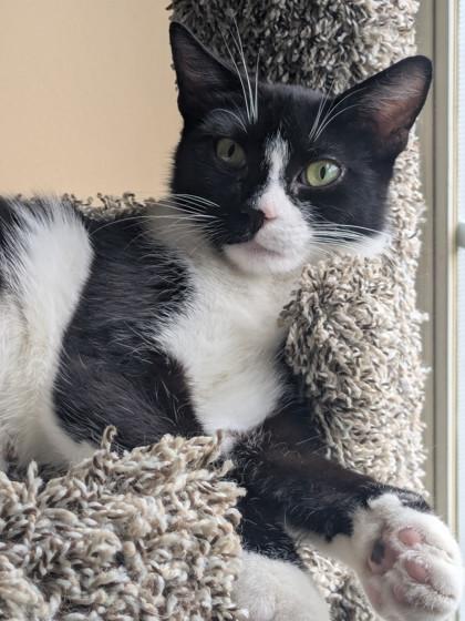Enlarge Skittles - Available in Foster, a Adoptable mixed breed in Madison, NJ image 3/3