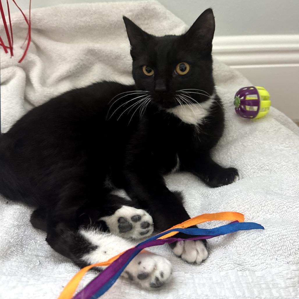 Enlarge Snookie, an adopted Domestic Short Hair in Parkland, FL image 2/3