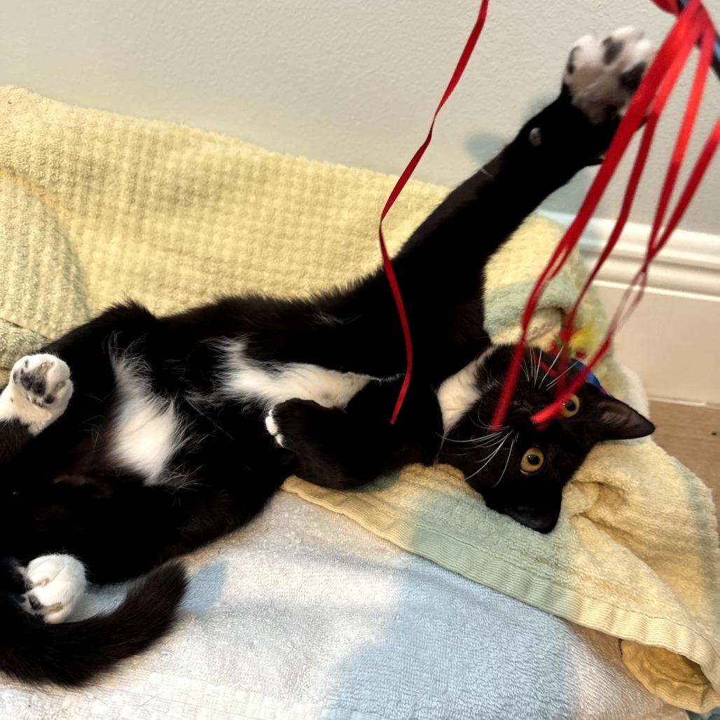 Enlarge Snookie, an adopted Domestic Short Hair in Parkland, FL image 3/3