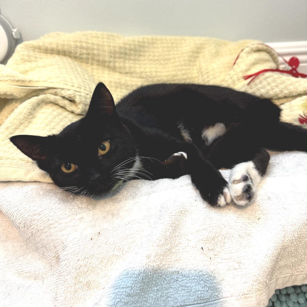 Snookie, adopted, Young Female Domestic Short Hair.