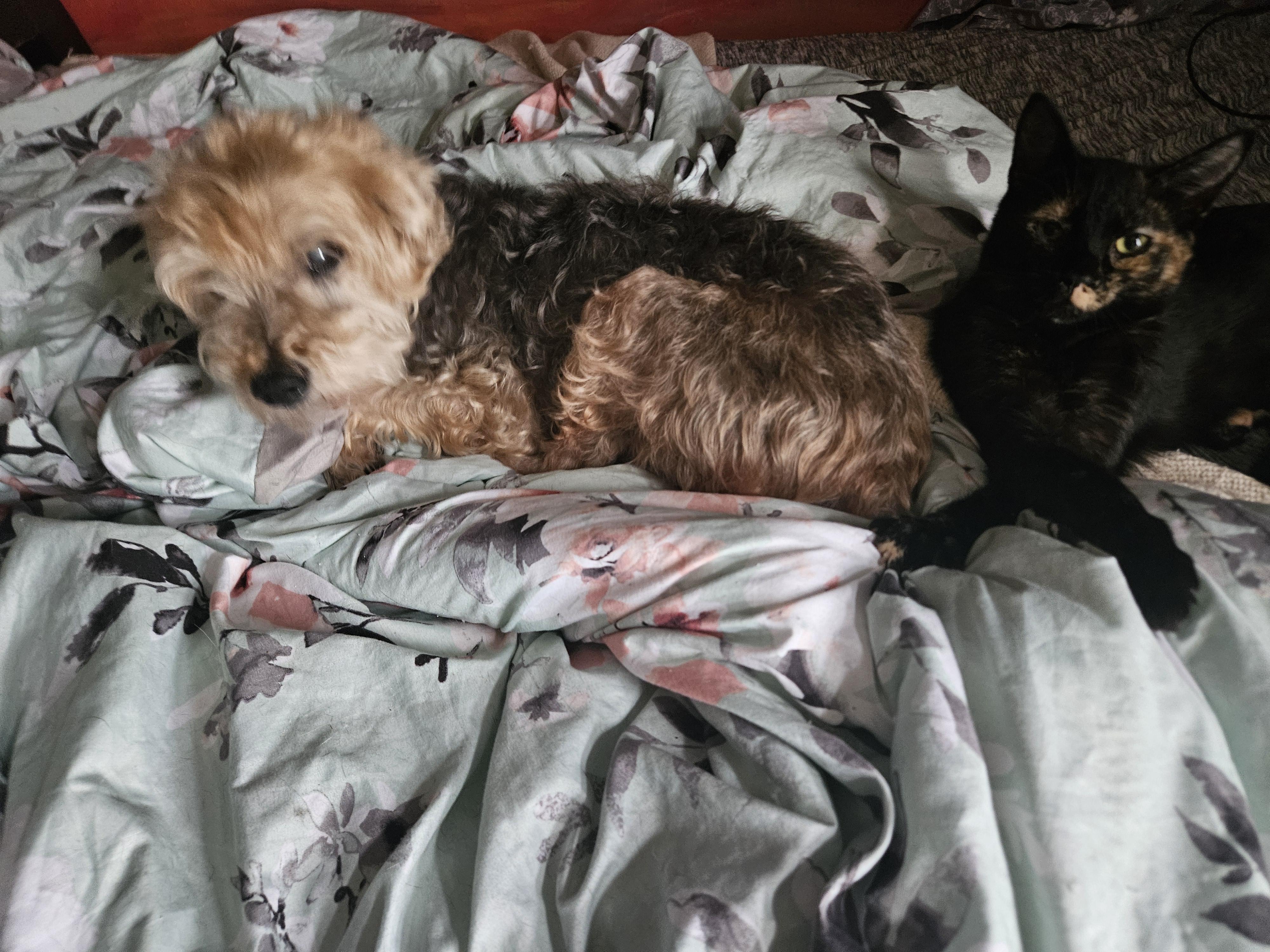 Enlarge Mary Darling, a ADOPTABLE Domestic Short Hair in Glen Burnie, MD image 2/3