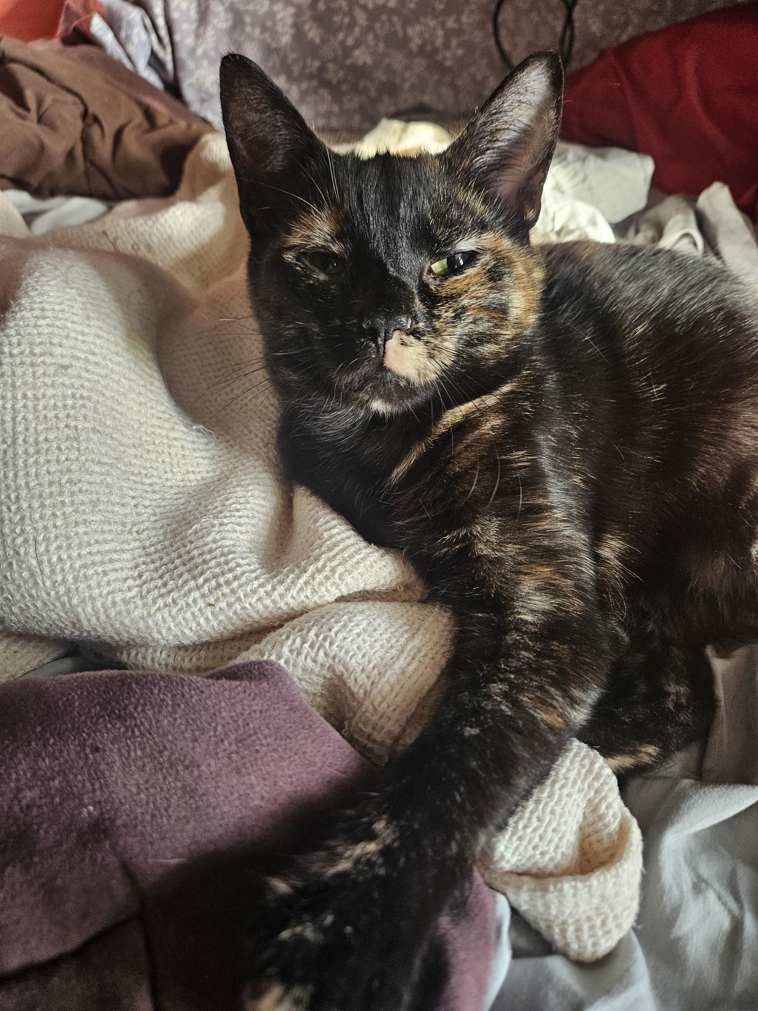 Mary Darling, ADOPTABLE, Young Female Domestic Short Hair.